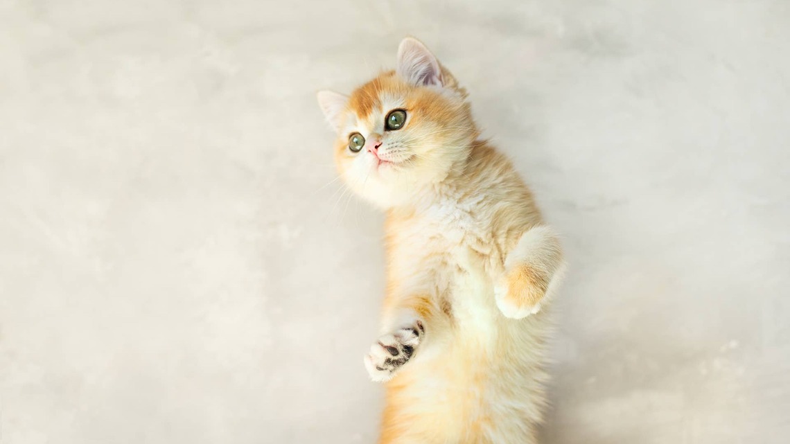 British Shorthair Looks like a Toasted Marshmallow Flying through the Air 