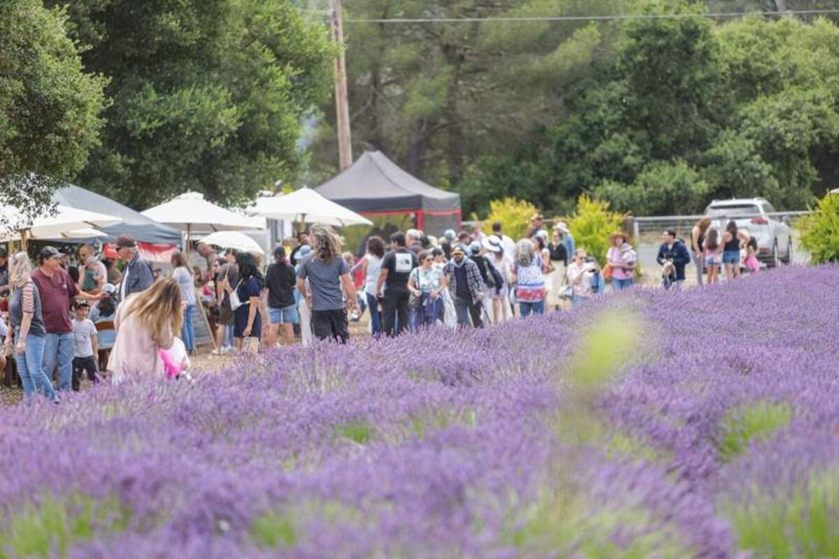  The Lompoc Lavender Festival is free and covers 8.5 acres of blooming lavender. Photo credit: Visit Lompoc 