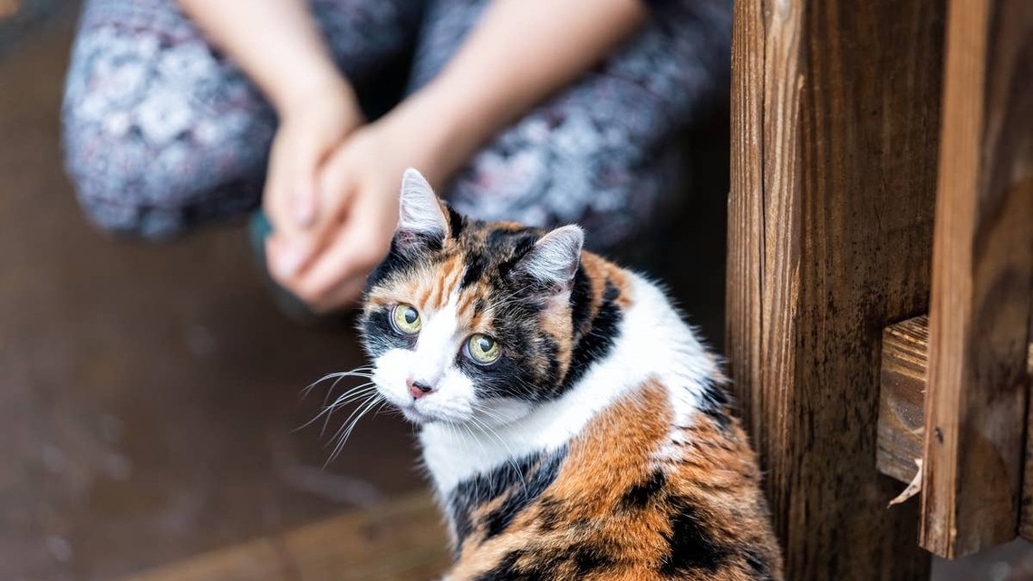 This Campaign Gives Forgotten NYC Cats Access to Emergency Care and Can Save Thousands of Felines 
