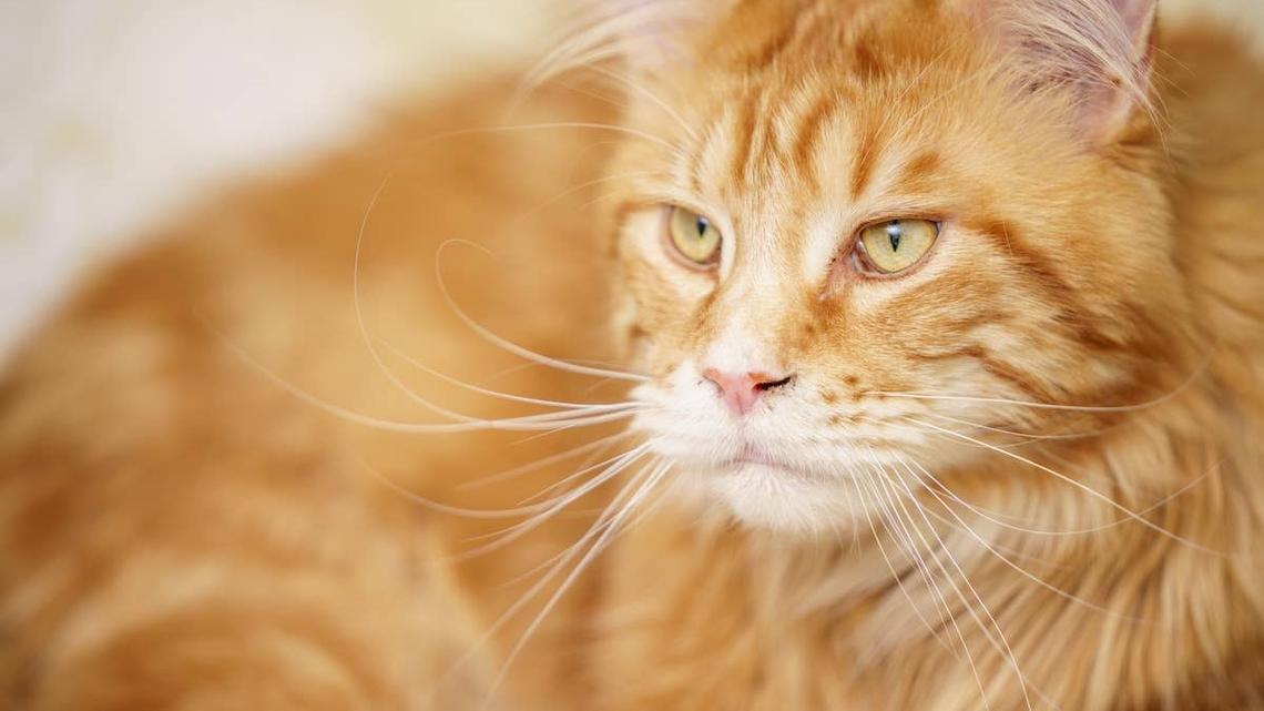 Cat Mom Proves Maine Coon Cats Are Basically the Size of Golden Retrievers 