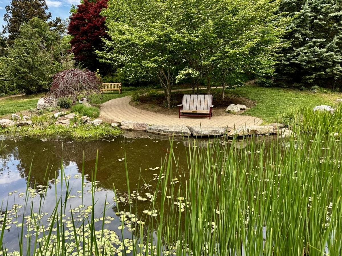  The Hahn Horticulture Garden’s koi pond is a calm spot on the busy Virginia Tech campus. Photo credit: Cathy Bennett Kopf 