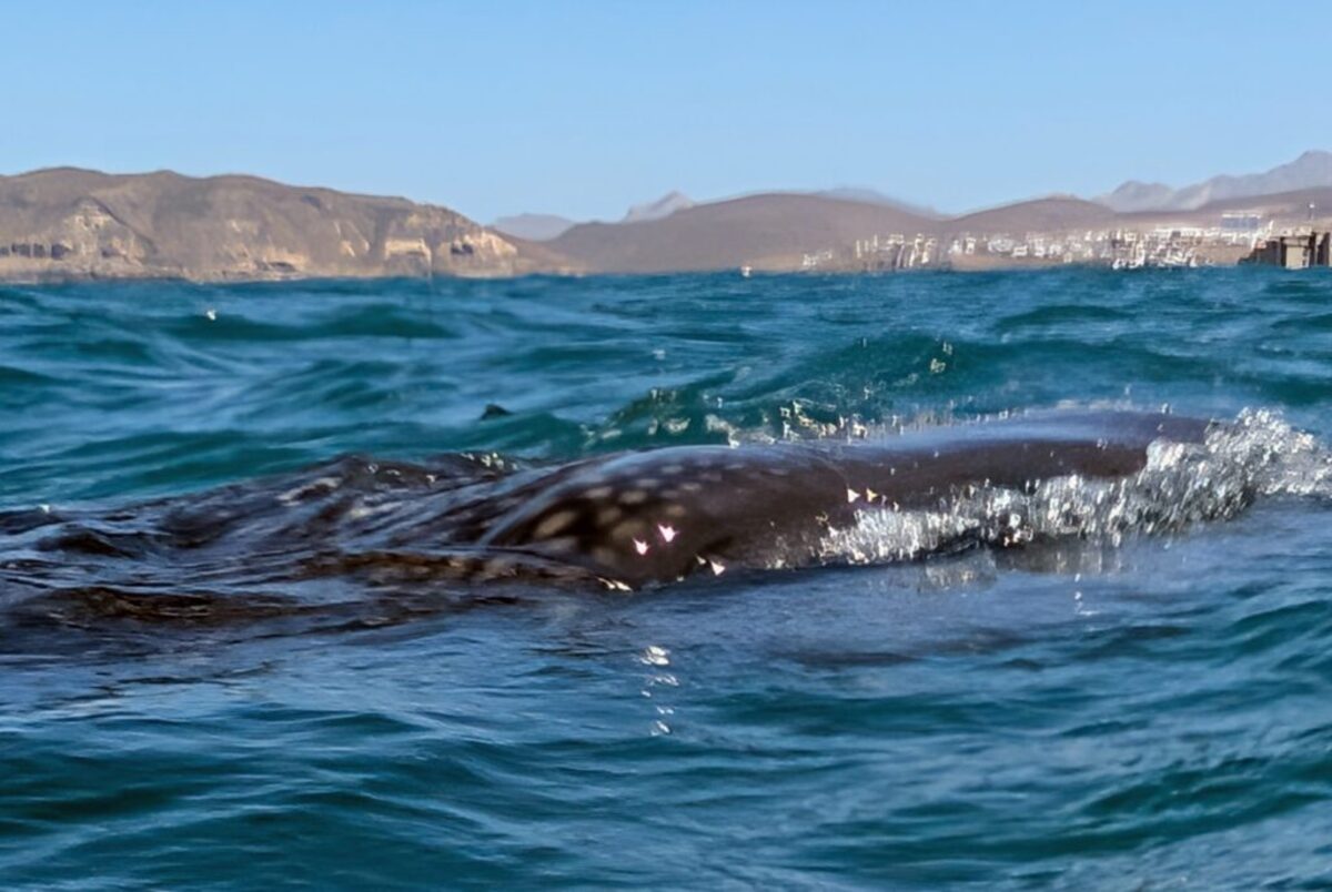 Whale sharks appear to have polka dotted skin. Photo credit: Cindy Richards 