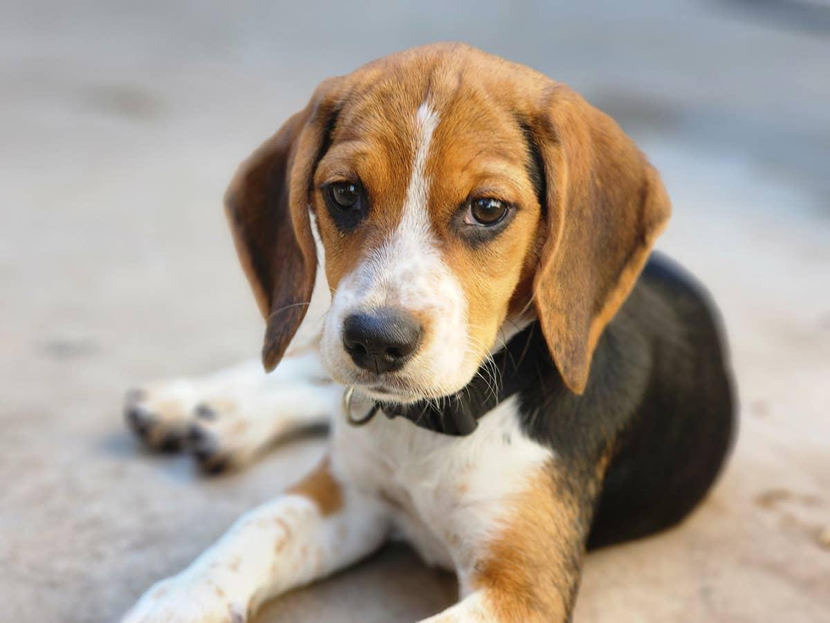  A vocal Beagle resting outside.