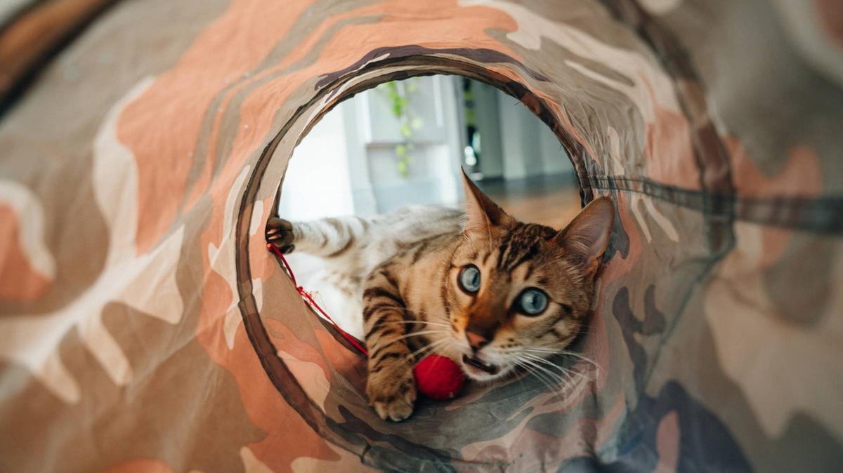 bengal cat playing a tunnel.