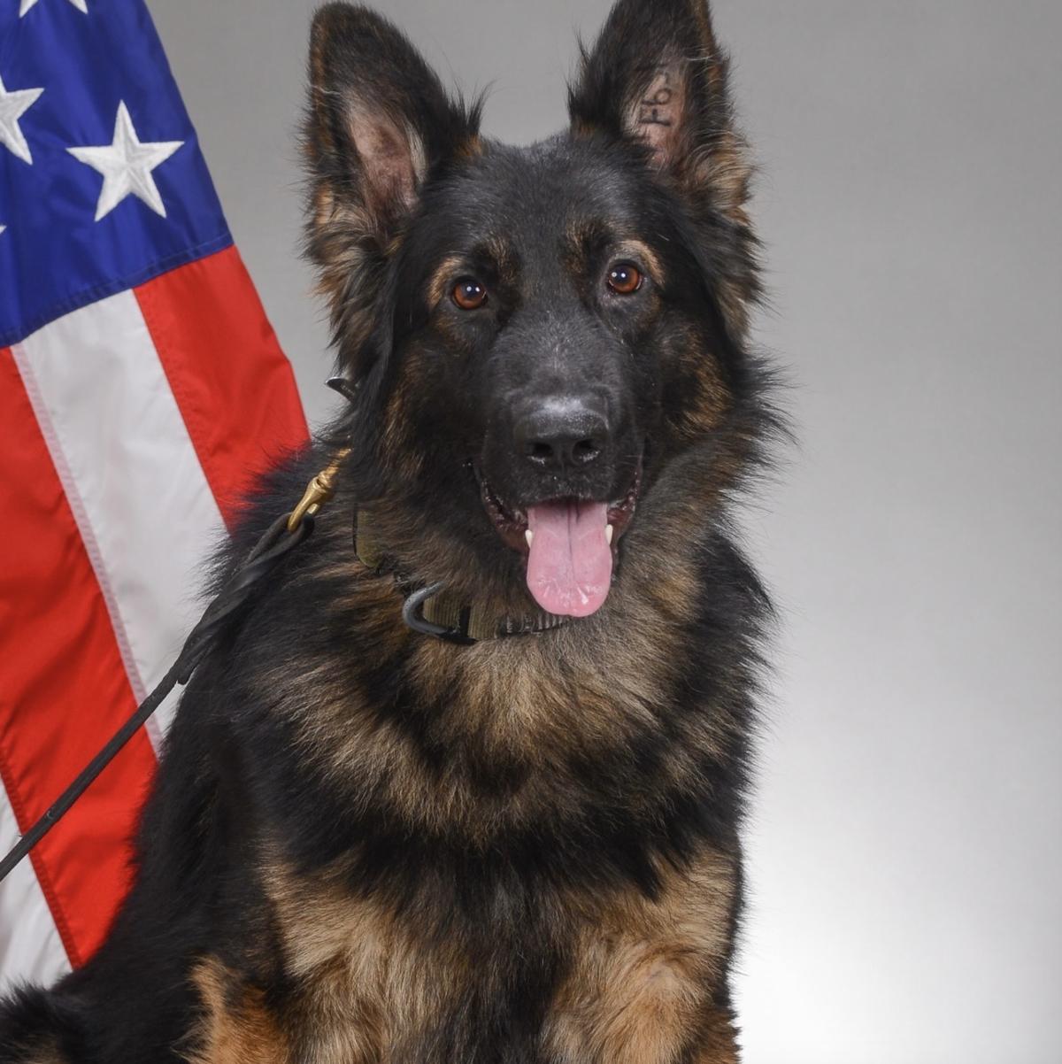 After meeting Dakota, Jim LaMonte knew he needed to help K9s with PTSDJim LaMonte