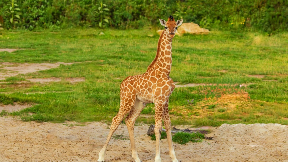 New Baby Giraffe at Florida Zoo Is a '6-Foot Tall Bundle of Joy' 