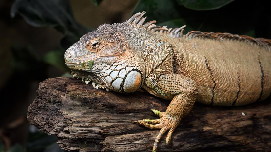 289-Million-Year-Old Mummified Reptile Discovered in Oklahoma Cave 