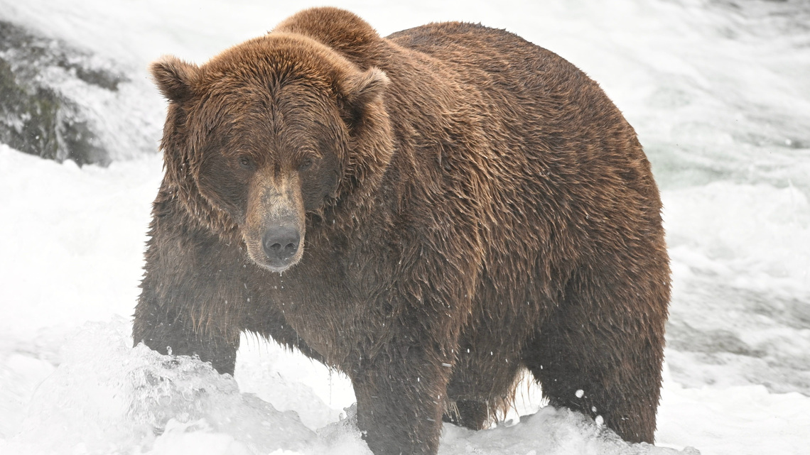 Fat Bear Week contestants revealed. See list of competing bears 