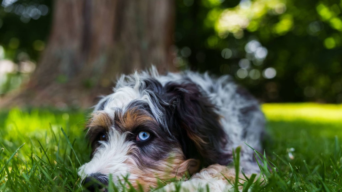 Bernedoodle Puppy Looks Just Like a Kid Trying To Sneak a Snack