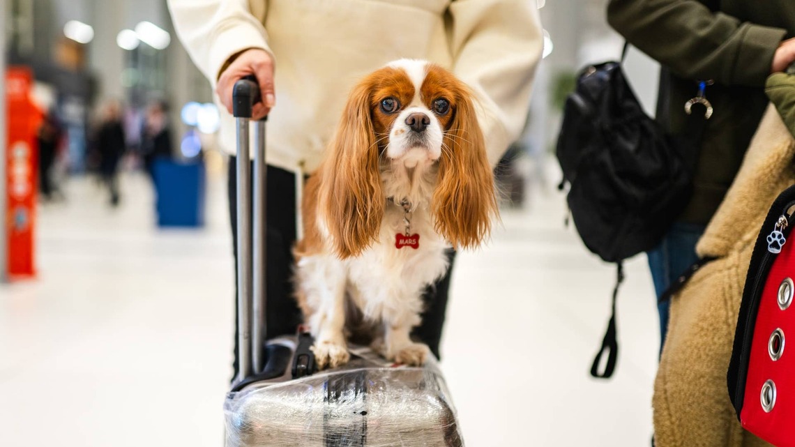 Meet the TSA Dog Who Just Beat Out 84 Other Canines for a Very Special Honor 