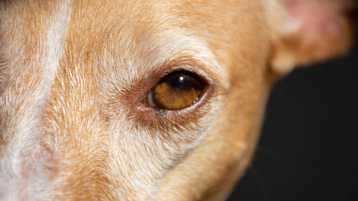 Shelter Pit Bull Mix's Heart-Shaped Forehead Mark Perfectly Matches His Sweet Personality 
