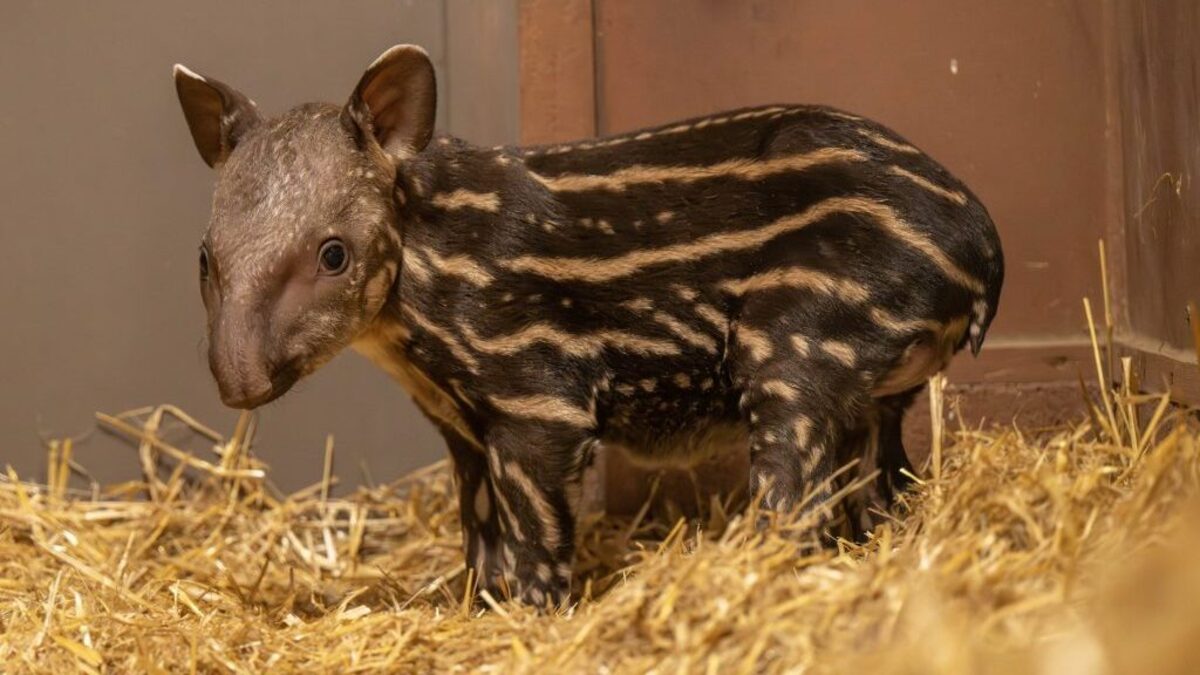 The lowland tapir calf at Hertfordshire Zoo. (Hertfordshire Zoo via SWNS). 