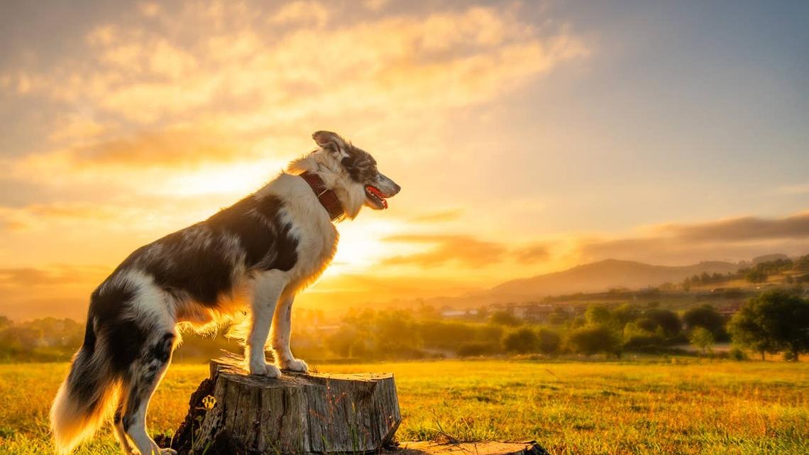 Your Dog's Life Purpose, Based on Their Birth Date 