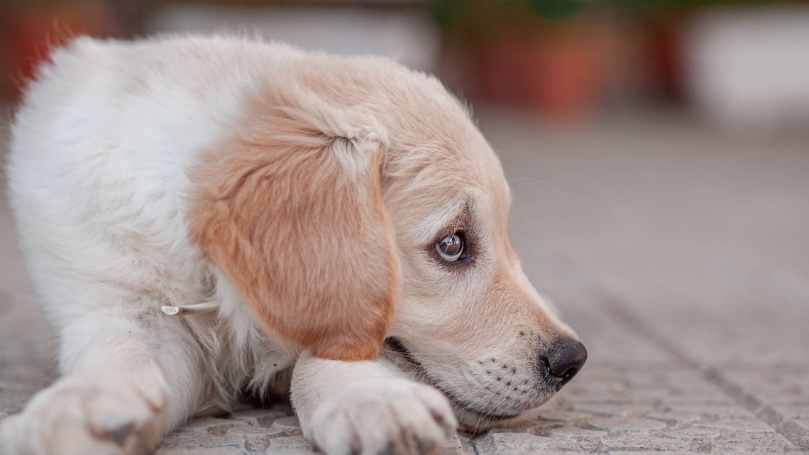 Golden Retriever Puppy Makes the Saddest Plea To Join His Family on a Trip 