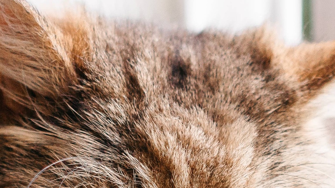 Maine Coon Kitten's Split Face Looks Like Someone Swirled Caramel and Toffee Together 