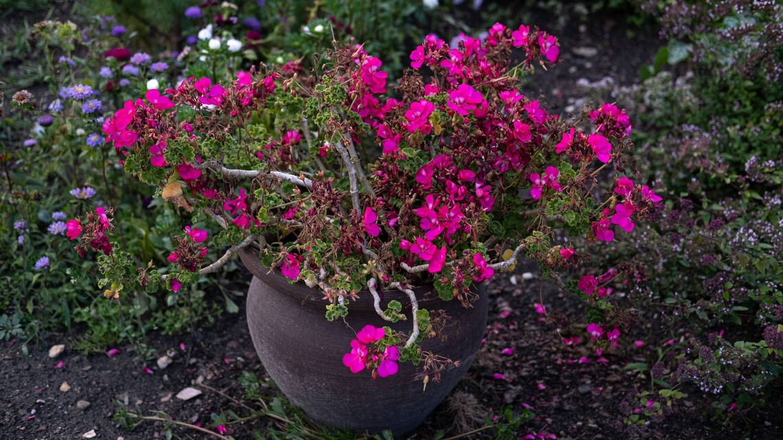 Don't Let Frost Kill Your Favorite Geraniums-Do This Before Temperatures Drop 