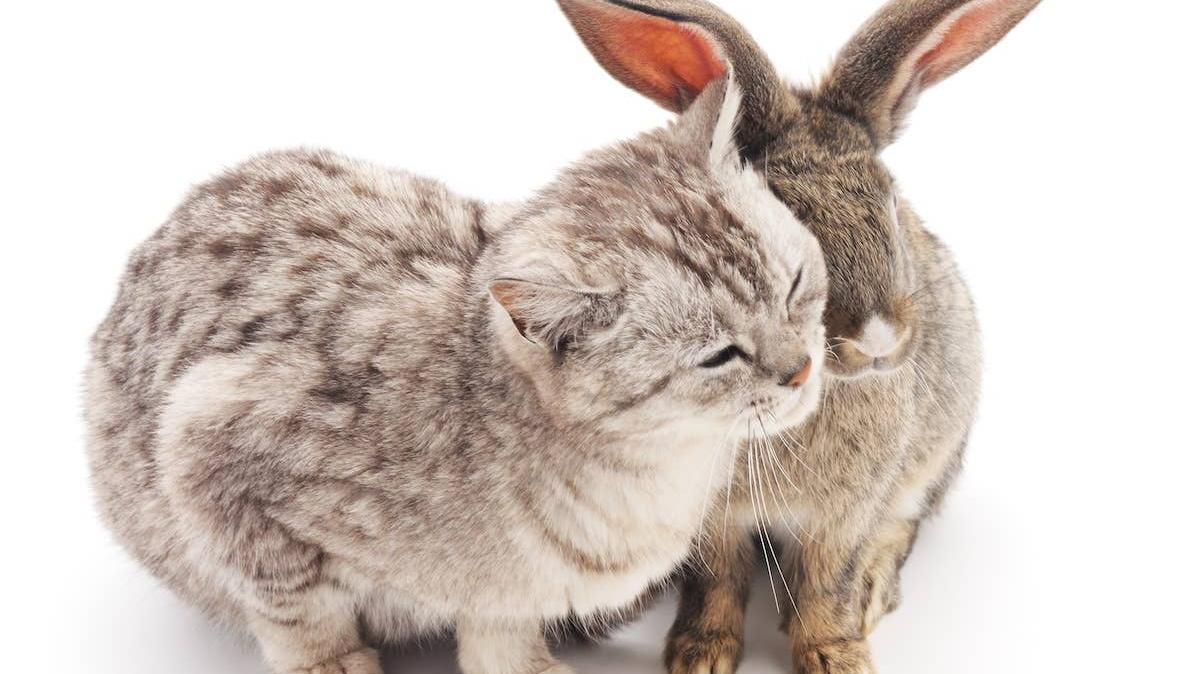 Ginger-colored cat and rabbit playing together. 