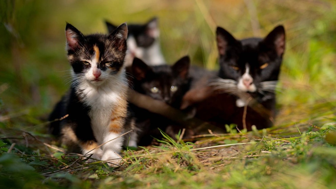 Cat Distribution System Strikes Again After Mama Cat Picks a Very Unusual Place for Her Nursery 
