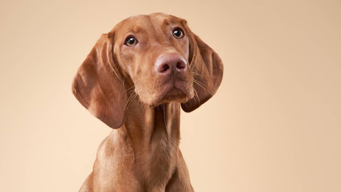 One Dog's Tiny Cup Trick Has Everyone Laughing and Reaching for Treats 