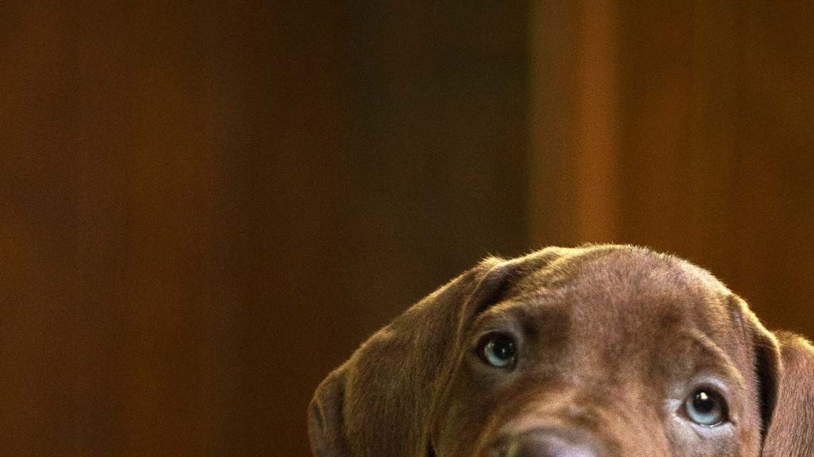 Scooby-Doo is here! See the adorable real dog in new Netflix series 