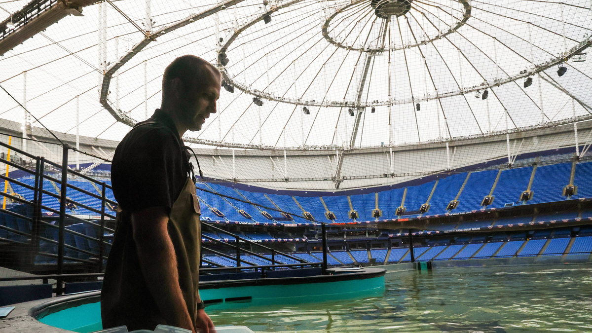 They survived a hurricane in Tropicana Field. Now these rays are in the World Series outfield.