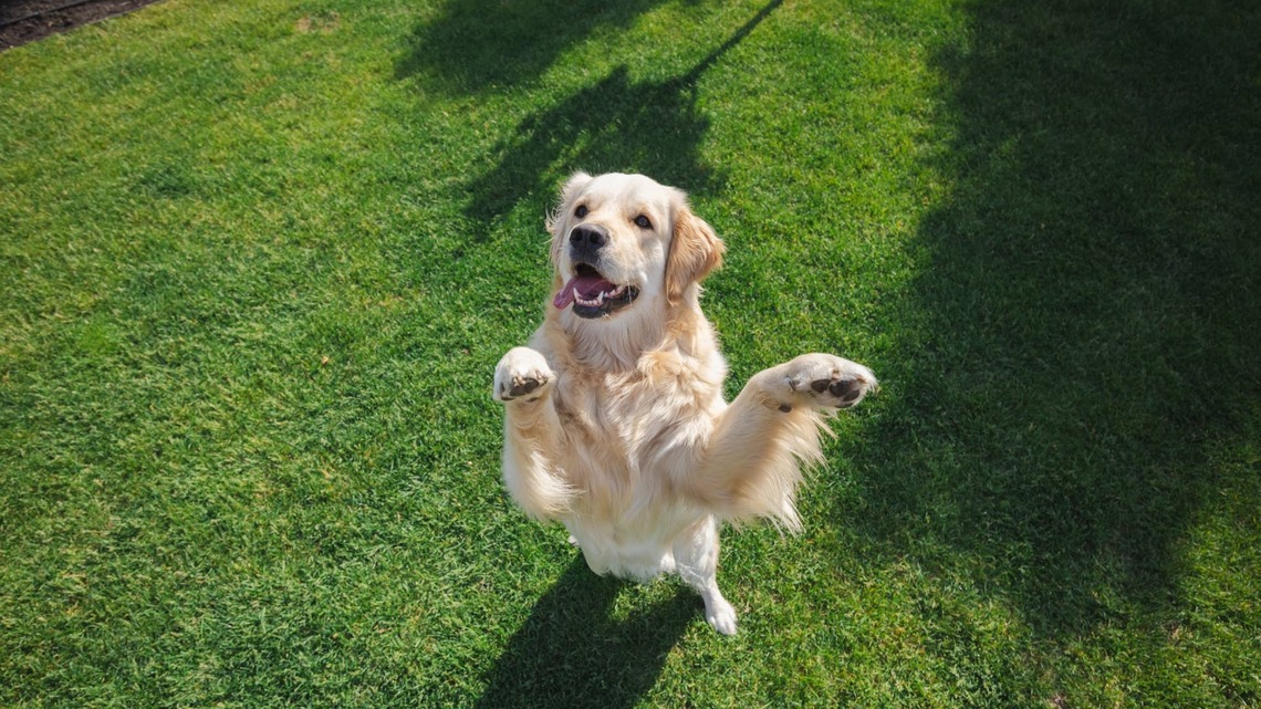 'Trespassing' Golden Retriever Caught Having a Field Day on Neighbor's Ring Cam 