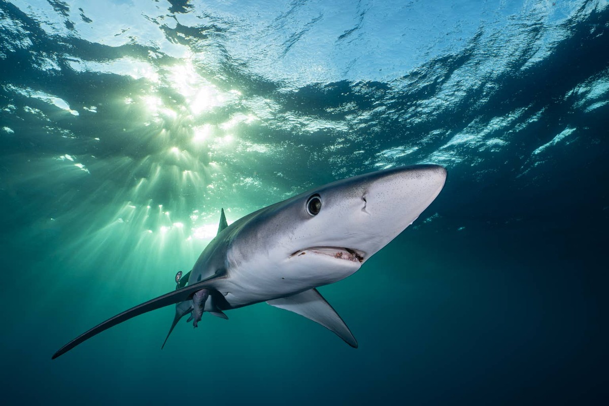  Shark swims underwater.
