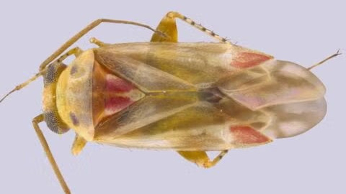 Taylor Swift has a newly discovered bug genus named after her