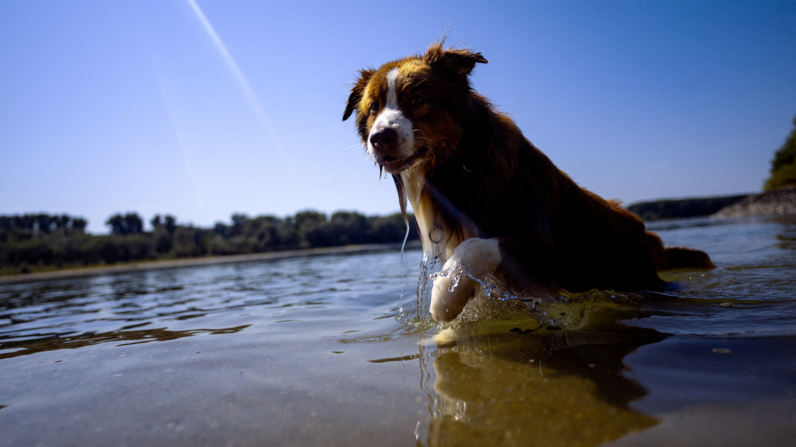 Dogs can distinguish between emotions in a human face, study shows 