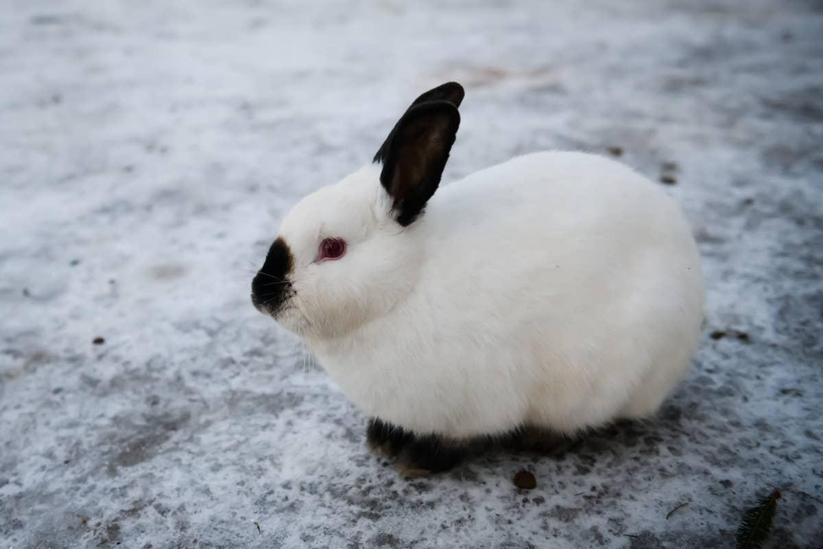  A white and black pet rabbit outside.