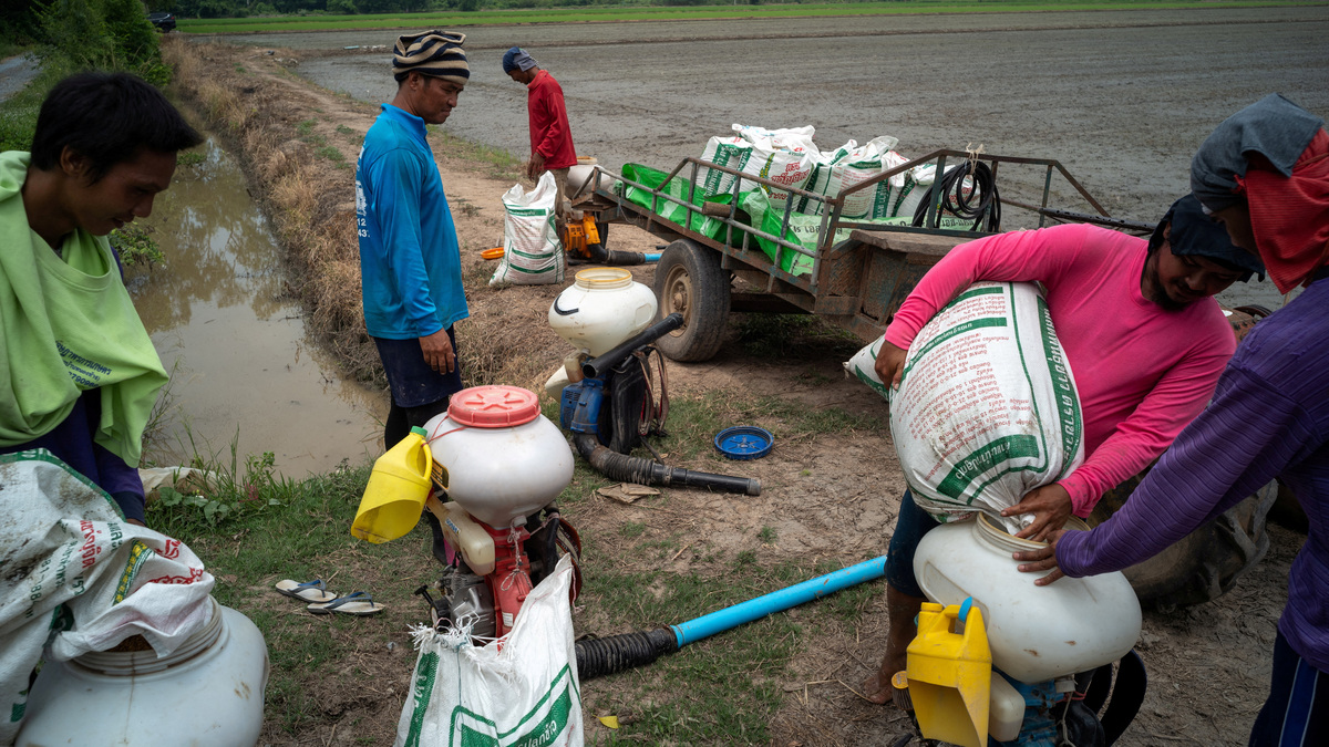 FILE PHOTO: Farmers prepare for paddy seeding in a rice field in Chainat province, Thailand, August 31, 2023. REUTERS/Athit Perawongmetha/File Photo