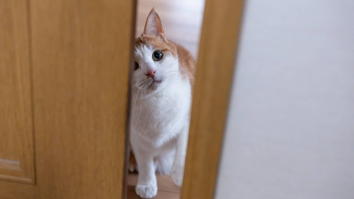 This Senior Rescue Cat Said Retirement Is Canceled Because There's a Tiny Puppy To Play Hide-and-Seek With 
