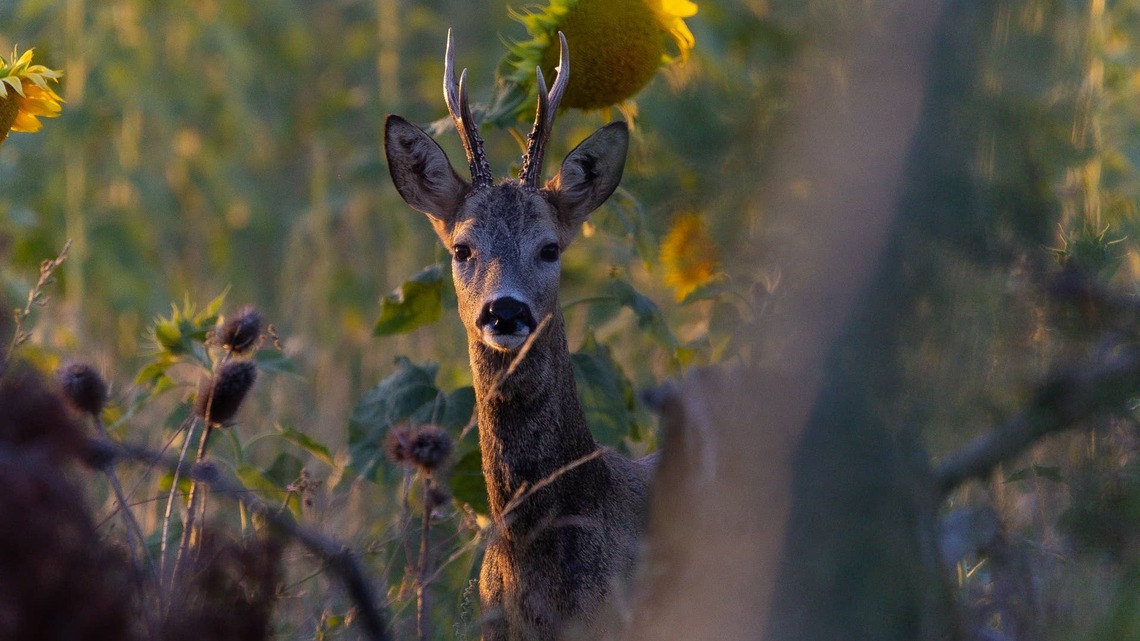 Woman Tells a Deer To Leave Her Sunflowers Alone, and the Deer Does the Exact Opposite 