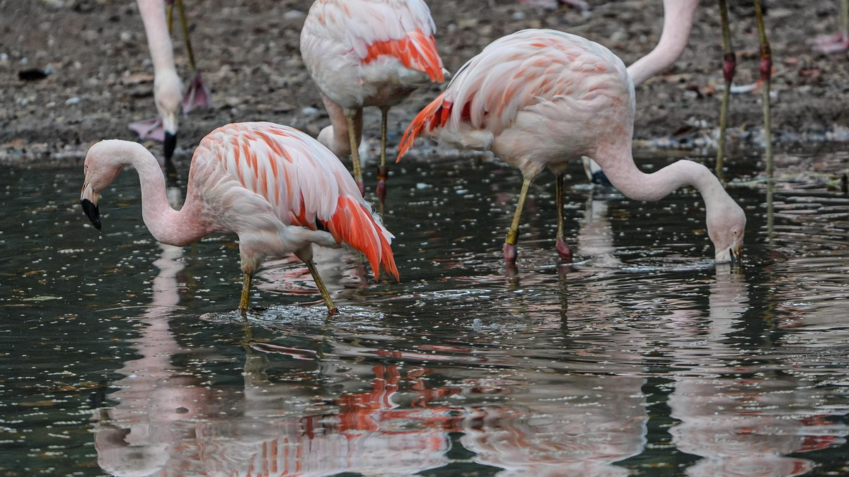 Canadian tourist who stole Las Vegas flamingo convicted of animal cruelty