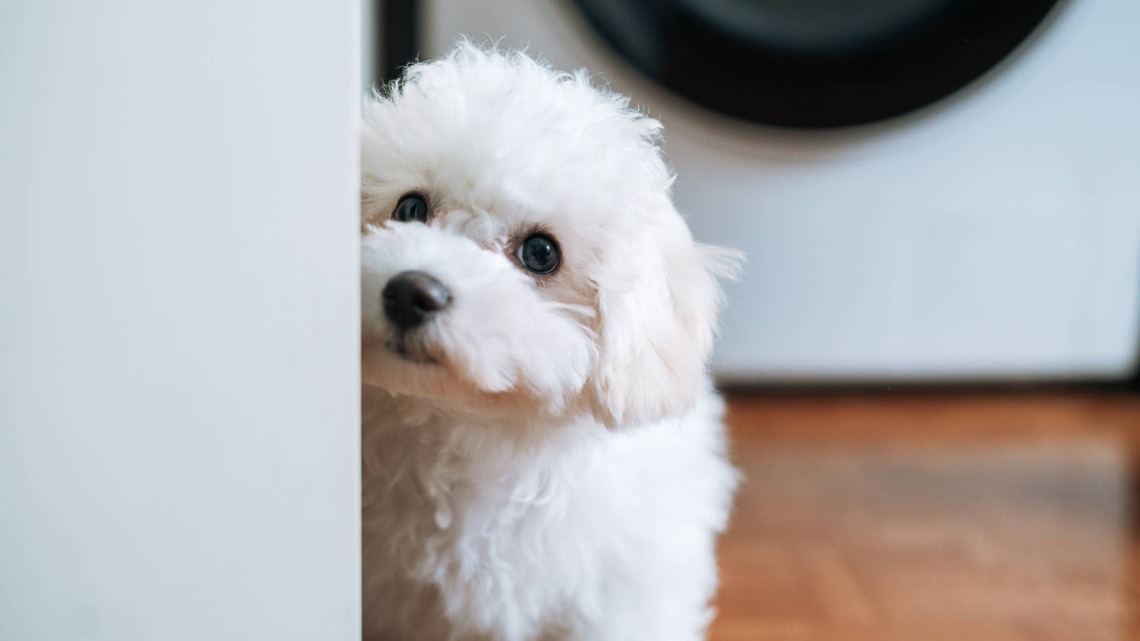 How to Rodent-Proof Your Home Safely Without Harming Your Cats or Dogs