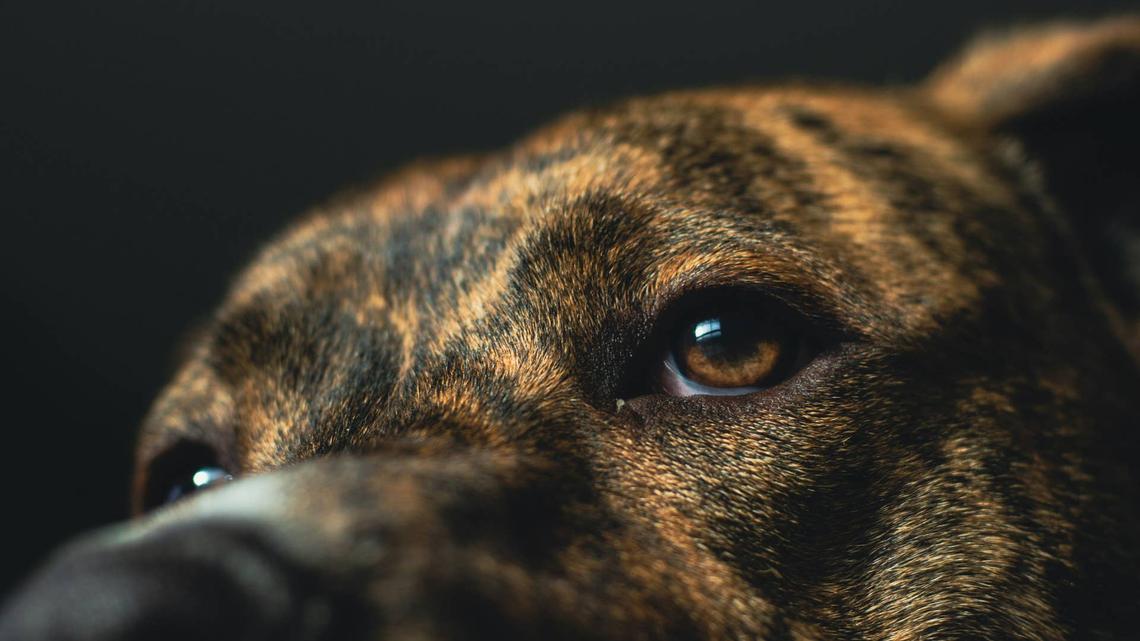 Lion-Like Pit Bull With Gene Mutation Looks Like a 'Suburban Mufasa' 