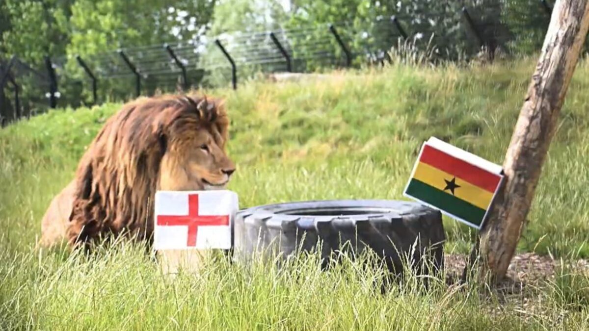  A lion choosing the England box. (The Big Cat Sanctuary via SWNS) 
