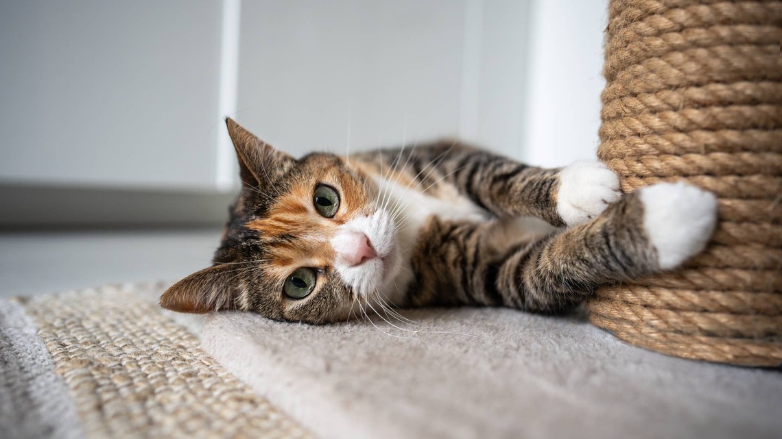 Calico Cat's Post-Dental Recovery Shows Just How Much Patience Pays Off 