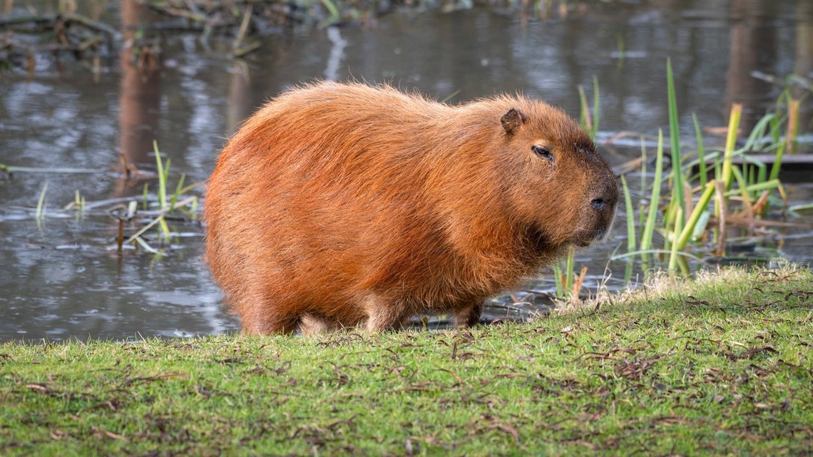 Unbothered Capybara Surprises Her Human Friends Overnight, and No One Can Get Enough of the Big Reveal 