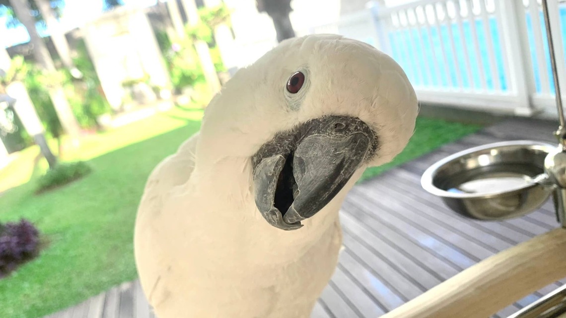 Neighbors Complained About Barking Dogs, but It Was Just This Dramatic Cockatoo 