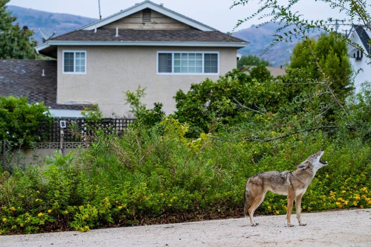  Coyotes use howling as a way to communicate.