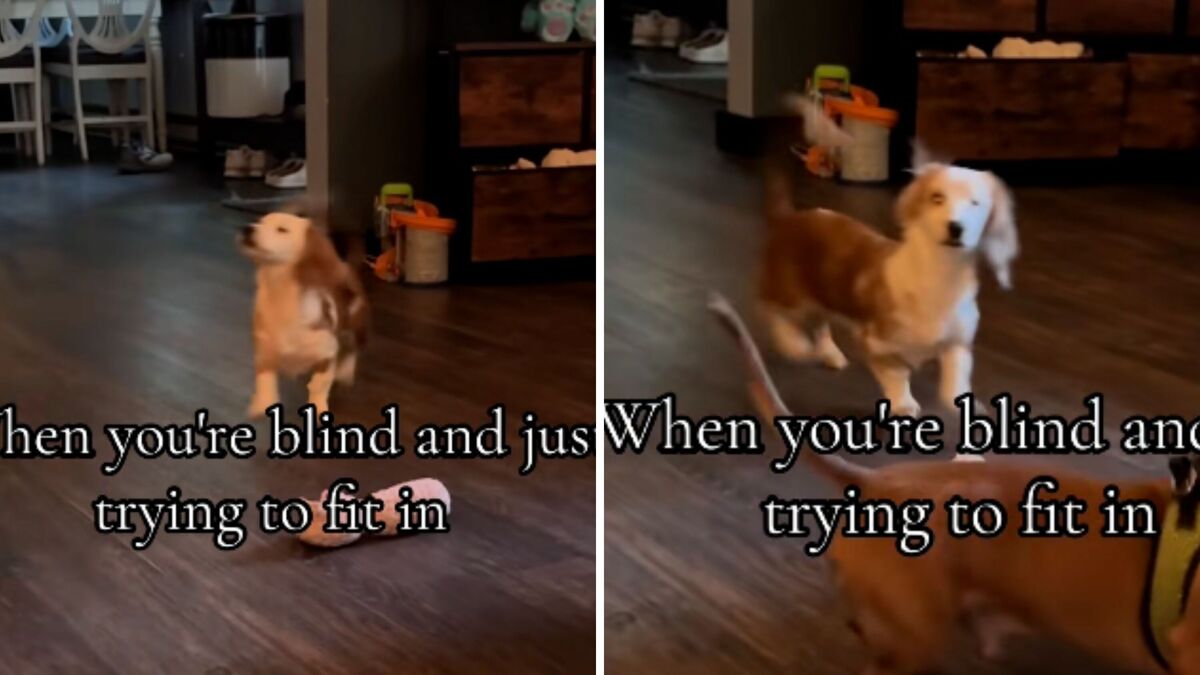 Screenshots from a June 2 TikTok video of a blind dachshund puppy trying to play with the foster dogs. 