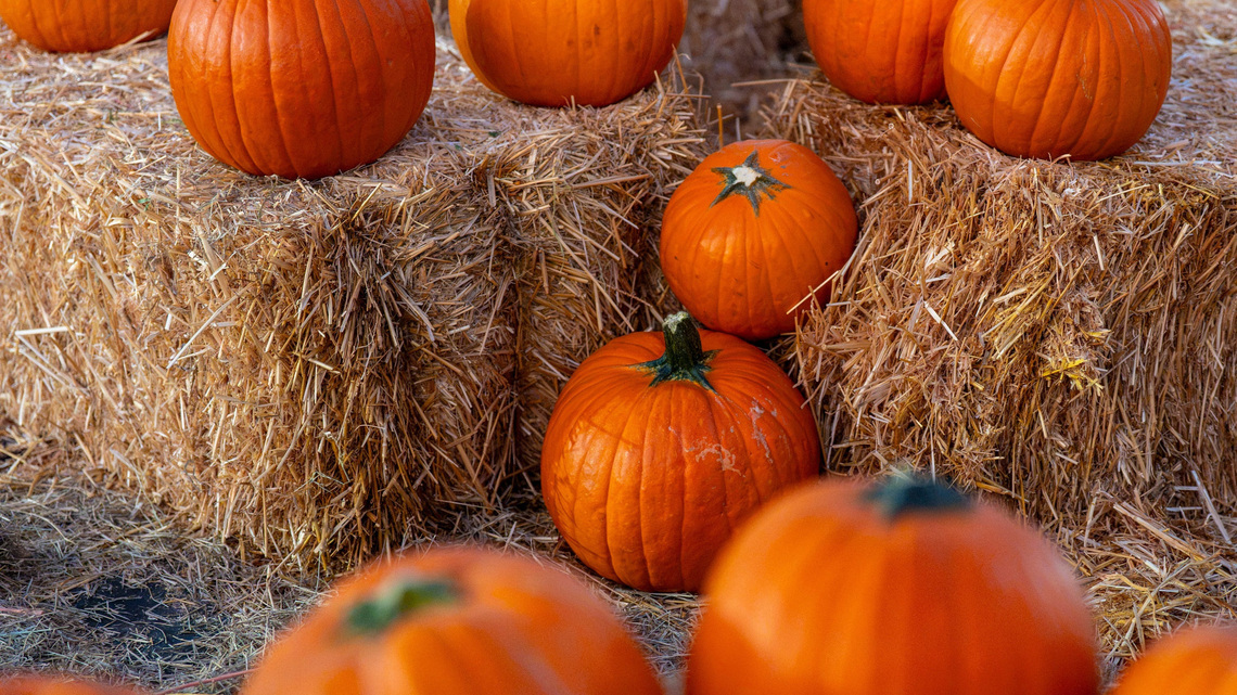 Popular California pumpkin patch closes amid E. coli investigation