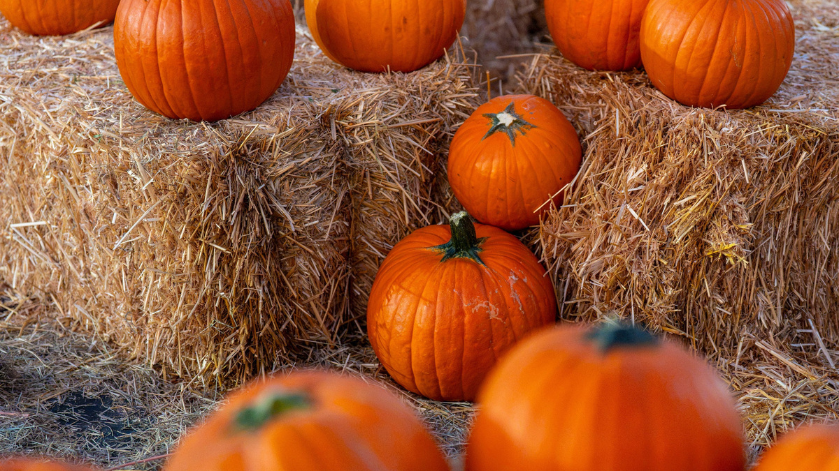 Popular California pumpkin patch closes amid E. coli investigation ...