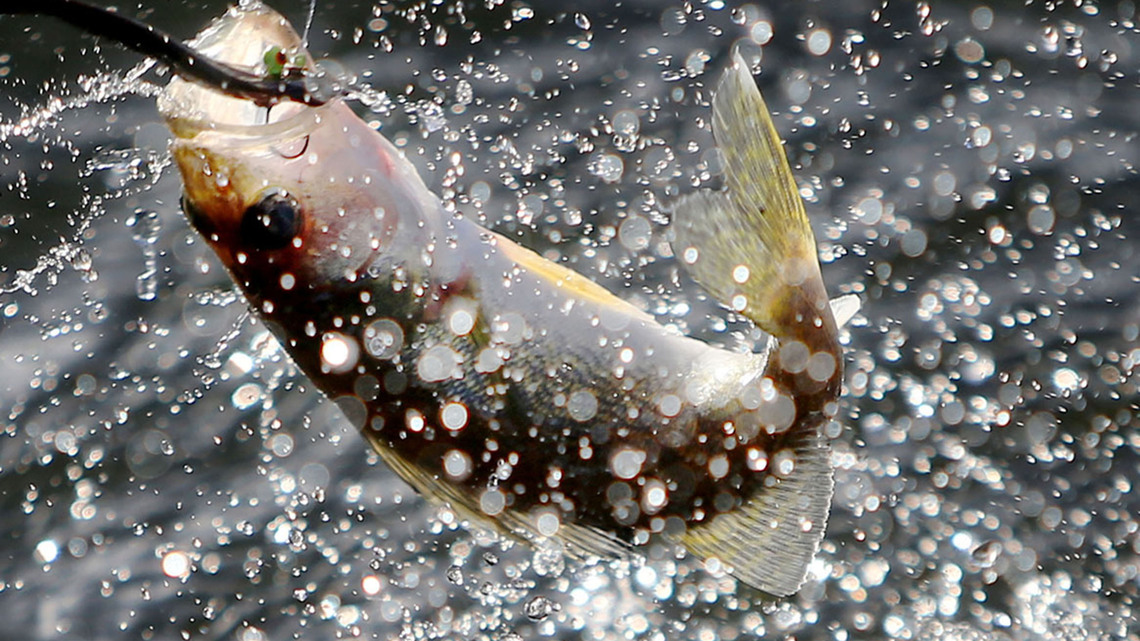 How do wildfires impact fish mercury levels in Minnesota lakes? 