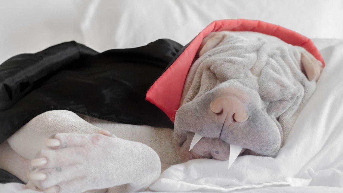 Bark's New Liquid Death 'Cuddle Coffin' Collab Sold Out in Minutes and Dog Parents Are Demanding a Restock Now 