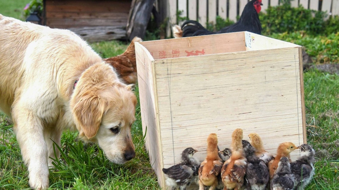 Golden Retriever Adopted Baby Chicks - and They've Turned Him Into Their Personal Jungle Gym 