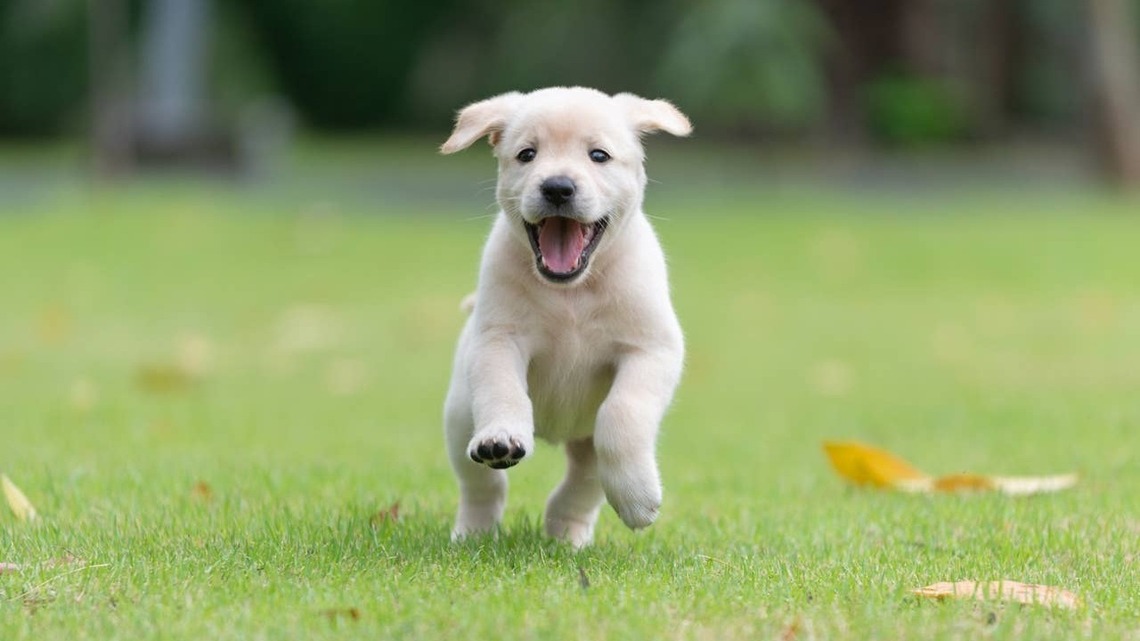 7 Hilarious Signs Your Dog is Loving Life, According to a Trainer