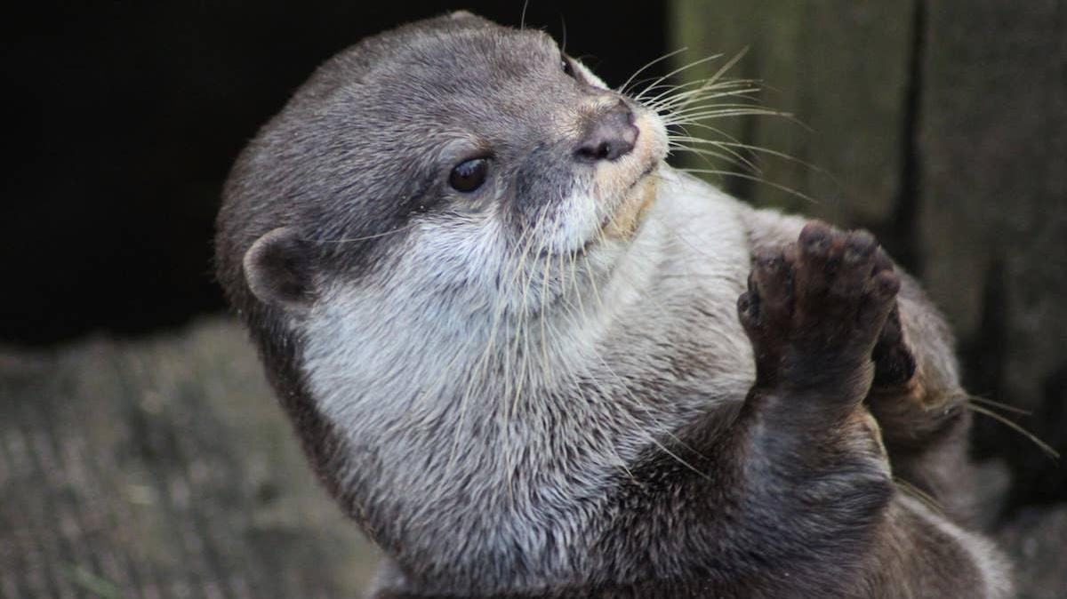Close-up of an Asian Small-Clawed Otter. 