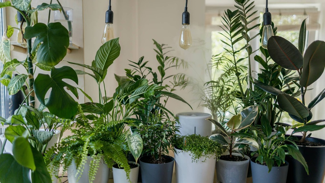 Transform a Basic Plant Pot With This Unexpected Popcorn Kernel DIY 